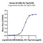 Human ALCAM/CD166 Protein (ALC-HM101)