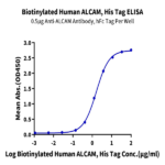 Biotinylated Human ALCAM/CD166 Protein (Primary Amine Labeling) (ALC-HM101B)