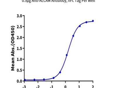 Biotinylated Human ALCAM/CD166 Protein (Primary Amine Labeling) (ALC-HM101B)