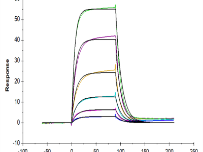 Human ALCAM/CD166 Protein (ALC-HM201)