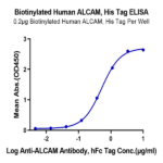 Biotinylated Human ALCAM/CD166 Protein (ALC-HM401B)