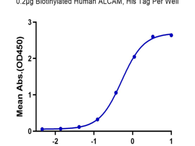 Biotinylated Human ALCAM/CD166 Protein (ALC-HM401B)