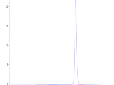 Cynomolgus ALK-1/ACVRL1 Protein (ALK-CM101)