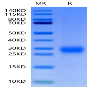 Cynomolgus ALK-1/ACVRL1 Protein (ALK-CM101)