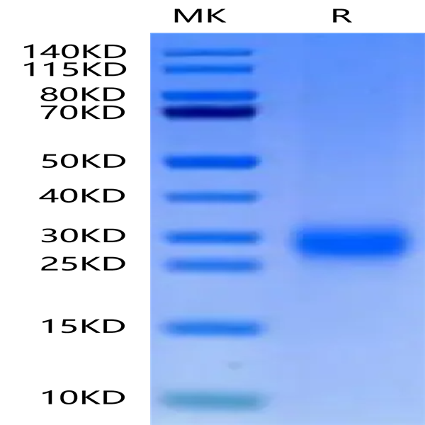 Cynomolgus ALK-1/ACVRL1 Protein (ALK-CM101)