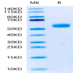 Canine BMPR1A/ALK-3 Protein (ALK-DM201)