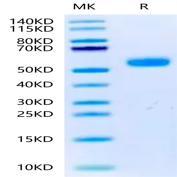 Canine BMPR1A/ALK-3 Protein (ALK-DM201)