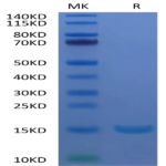 Human Alpha Synuclein Protein (ALS-HE001)