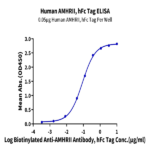 Human AMHRII Protein (AMH-HM2R2)