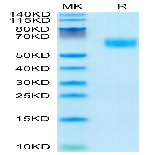 Mouse AMIGO2 Protein (AMI-MM102)