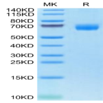 Cynomolgus ANGPTL3/Angiopoietin-like 3 Protein (ANG-CM103)