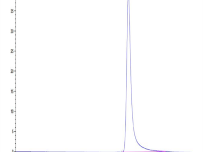 Cynomolgus ANGPTL4/Angiopoietin-like 4 Protein (ANG-CM1L4)