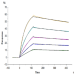 Human ANGPTL3/Angiopoietin-like 3 Protein (ANG-HM103)