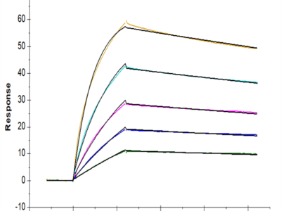 Human ANGPTL3/Angiopoietin-like 3 Protein (ANG-HM103)