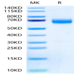 Human ANGPTL3/Angiopoietin-like 3 Protein (ANG-HM103)