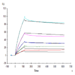 Human ANGPTL3/Angiopoietin-like 3 Protein (ANG-HM403)