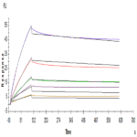 Human ANGPTL2/Angiopoietin-like 2 Protein (ANG-HM4L2)