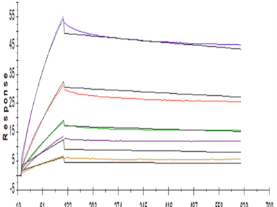 Human ANGPTL2/Angiopoietin-like 2 Protein (ANG-HM4L2)