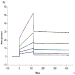 Biotinylated Human ANGPTL2/Angiopoietin-like 2 Protein (ANG-HM4L2B)