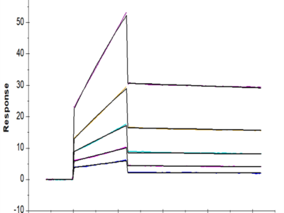 Biotinylated Human ANGPTL2/Angiopoietin-like 2 Protein (ANG-HM4L2B)