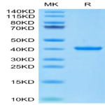 Cynomolgus ANXA1 Protein (ANX-CE1A1)