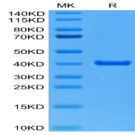 Mouse ANXA2 Protein (ANX-ME102)
