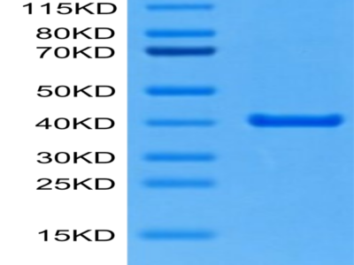 Mouse ANXA2 Protein (ANX-ME102)