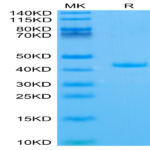 Human APOA2 Protein (APA-HM2A2)