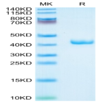 Mouse APOA2 Protein (APA-MM2A2)