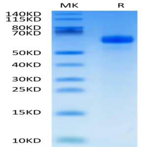 Human APCDD1 Protein (APD-HM101)