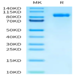 Human APCDD1 Protein (APD-HM201)