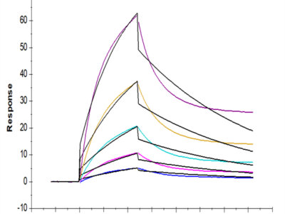 Cynomolgus Alkaline Phosphatase (Placental type) /ALPP Protein (APE-CM102)