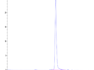 Rat Alkaline Phosphatase (Germ type) /ALPG Protein (APE-RM103)