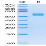 Cynomolgus APOH Protein (APH-CM101)