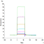 Human ANGPT2/Angiopoietin-2 Protein (APN-HM401)