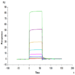 Biotinylated Human ANGPT2/Angiopoietin-2 Protein (APN-HM401B)