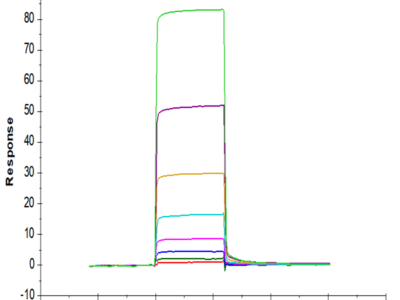 Biotinylated Human ANGPT2/Angiopoietin-2 Protein (APN-HM401B)