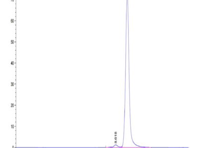 Mouse ANGPT2/Angiopoietin-2 Protein (APN-MM101)