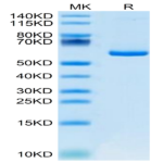 Mouse APLN Protein (APN-MM201)