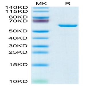 Mouse APOE/Apolipoprotein E Protein (APO-MM202)