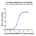 Cynomolgus APRIL/TNFSF13 Trimer Protein (APR-CM410)