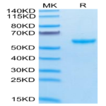 Cynomolgus APRIL/TNFSF13 Trimer Protein (APR-CM410)