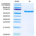 Biotinylated Human APRIL/TNFSF13 Trimer Protein (Primary Amine Labeling) (APR-HM110B)