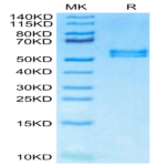 Mouse APRIL/TNFSF13 Protein (APR-MM110)