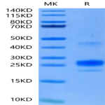 Mouse APRIL/TNFSF13 Protein (APR-MM113)