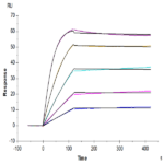 Human Activin RIIB/ACVR2B Protein (ARB-HM12B)