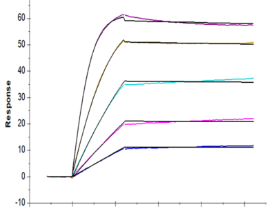 Human Activin RIIB/ACVR2B Protein (ARB-HM12B)