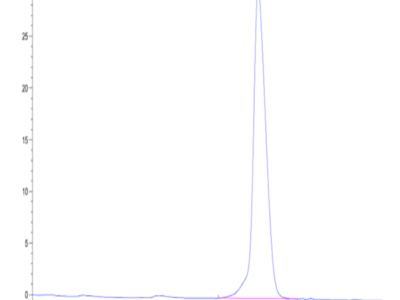 Mouse Activin RIIB/ACVR2B Protein Protein (ARB-MM12B)