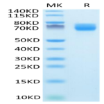 Mouse ARTN Protein (ARN-MM201)