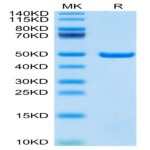 Mouse ASPH Protein (ASP-ME101)
